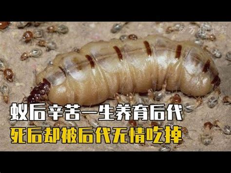 陰毛怎麼修剪 大水螞蟻壽命